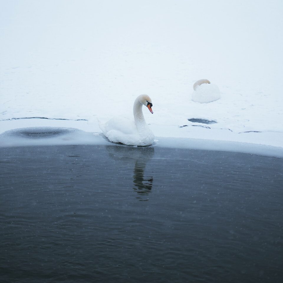 Swan Swimming in Partially Frozen Water