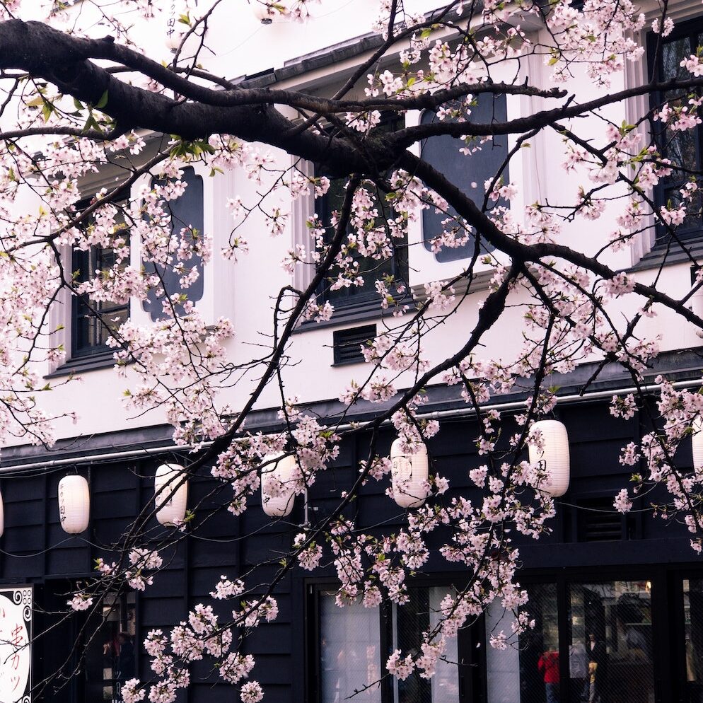 Photo of Cherry Blossom Tree in Front of a Building