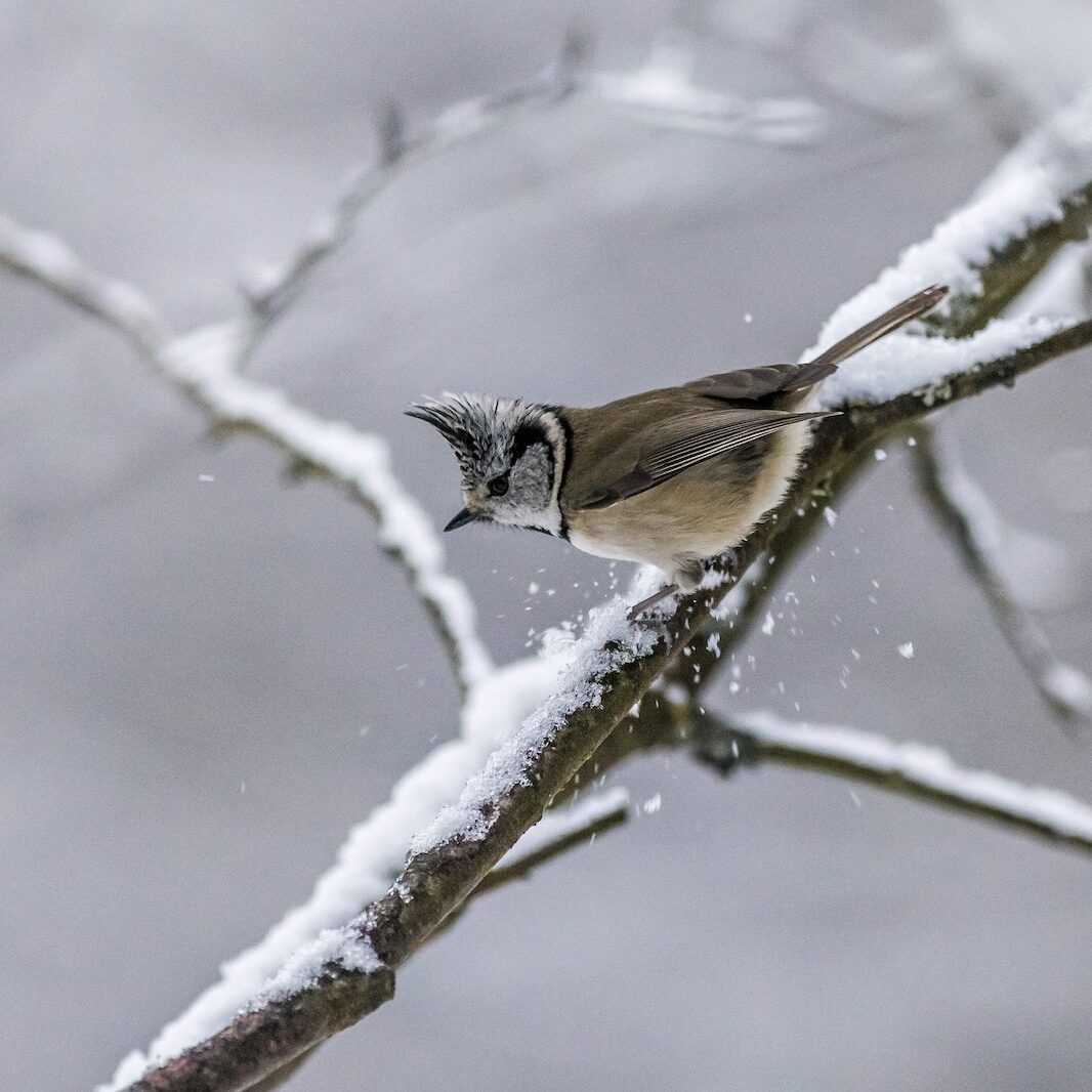 Brown and White Bird on Tree Branch Covered With Snow