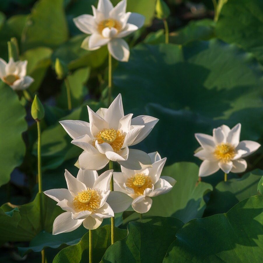 lotus, flower, beautiful flowers